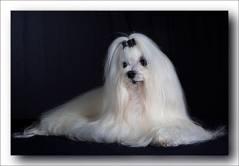Show Dog Portrait
