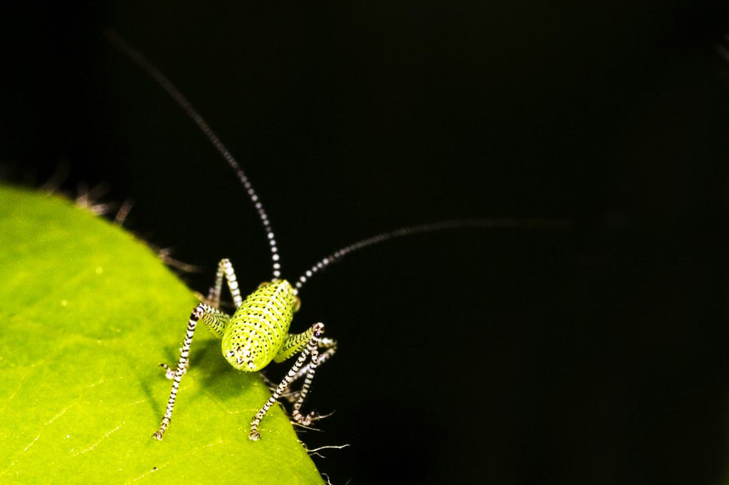 Grasshopper Juvenile